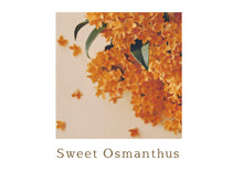 將圖片載入圖庫檢視器 Flora Notis Jill Stuart 香水膏