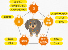 將圖片載入圖庫檢視器 Rohto V5多種營養素（犬用）
