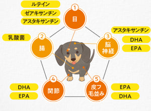 Rohto V5多種營養素（犬用）